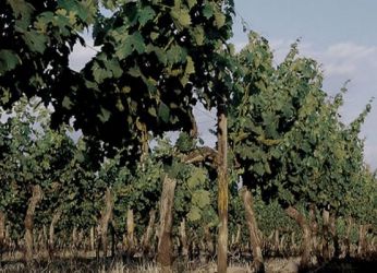 В Пуэнте-Альто идеальный климат для выращивания винограда