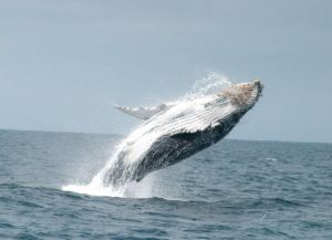 Пуэрто-Кайо - кит выпрыгивает из воды