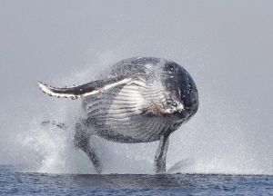 Пуэрто-Кайо - игры китов