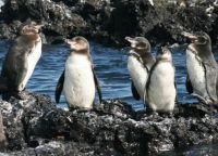 пингвины на о.Лас Тинторерас