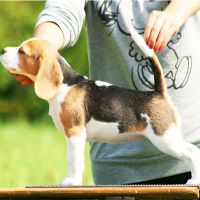jak si vybrat štěně beagle