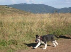 East European Shepherd Puppies1