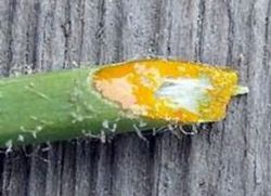ošetření papilomů z džusu celandinu