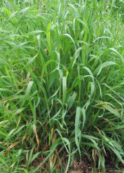 пшеница трева пълзящи полезни свойства