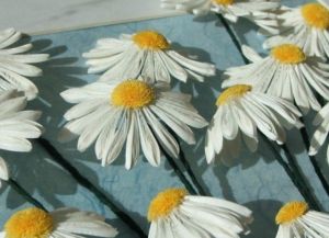 quilling chamomile6