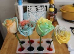 как да направите многоцветна роза