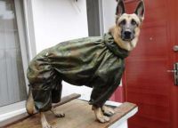 Płaszcz przeciwdeszczowy dla psów1