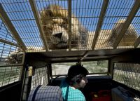 В Ранкагуа находится зоопарк, где можно потрогать льва