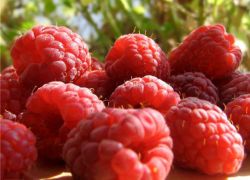 maliny berry užitečné vlastnosti
