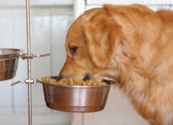Primerjava suhe hrane za pse