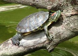 Red-bellied turtle w home1