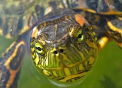 Červená korytnačka nejedí, nemotuje a nespí1