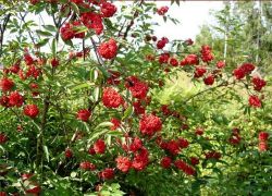 uporaba elderberry rdeče