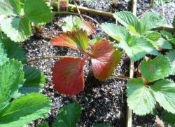 czerwone kropki na liściach truskawki