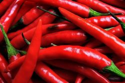 rdeča vroča paprika