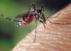 модерен репелент срещу комари