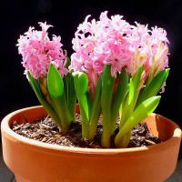 hyacint nucen nový rok