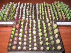 reprodukce kaktusů doma