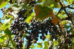uprawa winogron przez nakładanie warstw