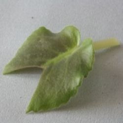 reprodukcija vijolice z listom9