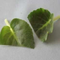 reprodukcija vijolice z listom10