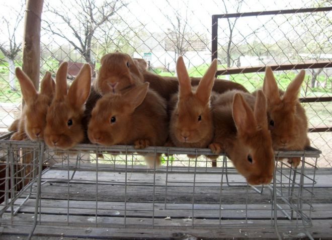 разведение кроликов породы рекс