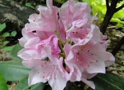 Pěstování a péče o Rhododendrony