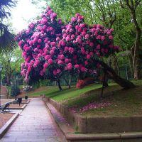 květinový rododendron