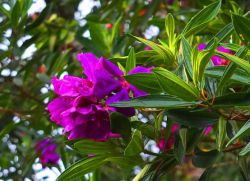 péče o rododendrony