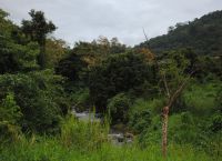 Джунгли у источника Рио-Платано