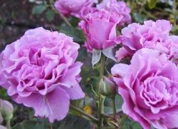 Floribunda základní růže