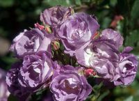 Фиолетовы розы