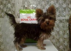 royal canin hypoalergiczny dla psów