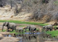 Популяция слонов в парке Руаха