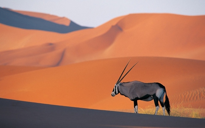 Антилопа бейза - один из обитателей пустыни