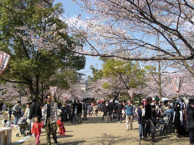 Цветение сакуры в парке замка Дзэ-Дзэ