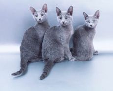 Rosyjska pielęgnacja kotów niebieskich