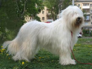 Руски породи кучета9