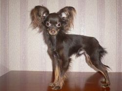Rosyjska długowłosa zabawka Terrier1