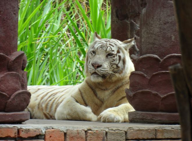 Редкий белый тигр, обитающий в сафари-парке Бали