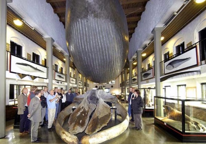Музей китобоев