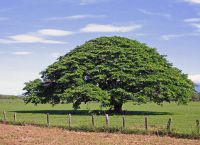Guanacaste tree