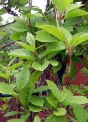 Listi lemongrass uporabne lastnosti