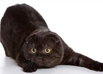 British Fold černá kočka