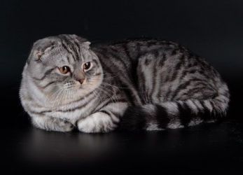 Britský skládaný Tabby Tabby Cat