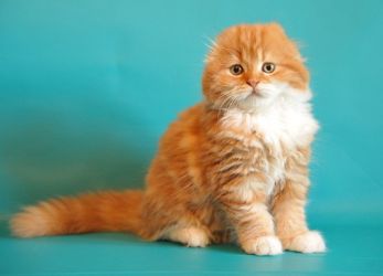 Britanska zložena mačka rdeča barva