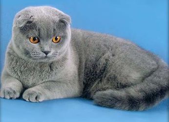Британска сгъната котка Синьо