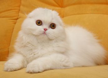 Britanska zložena mačka bela barva