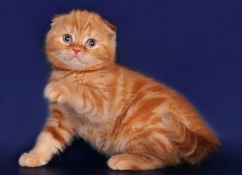 Британско сгъване Tabby класическа котка