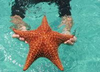 Морская звезда - постоянный обитатель пляжа